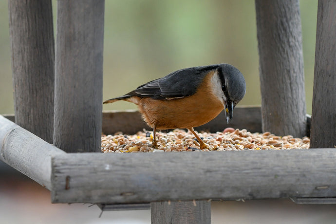 Keep your garden bird table healthy
