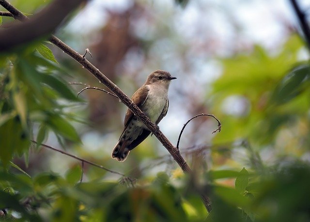 The Dawn Chorus