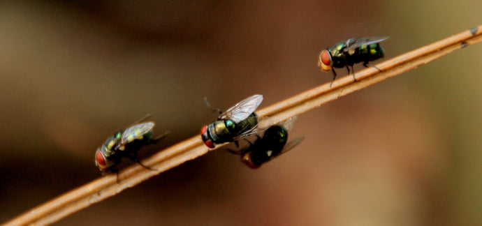 Wormery Help: How do I handle fruit flies?