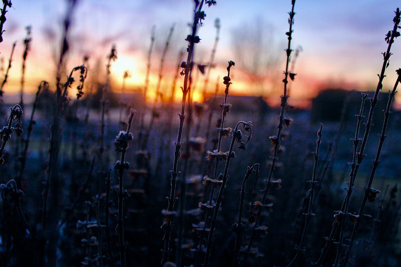 Looking for tips on caring for your garden, birds or wormery this winter?