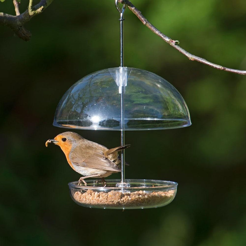 How to feed live mealworms to garden birds.