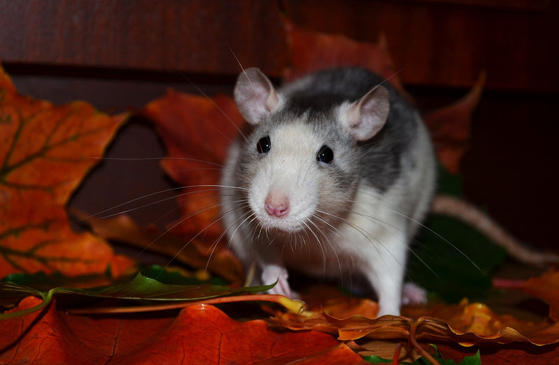 How to feed your garden birds without attracting rats