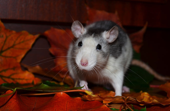 How to feed your garden birds without attracting rats