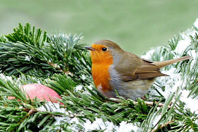 Looking for tips on how to care for your garden birds in the cold weather?