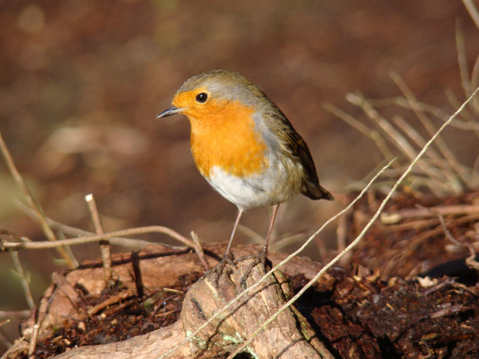 Who doesn't LOVE a ravishing Robin?