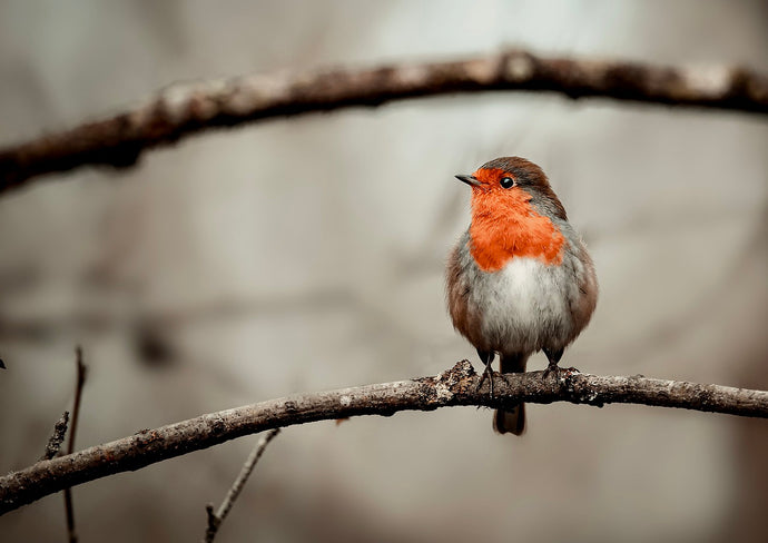 What Birds can typically be seen each Month?