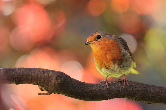 Winter Bird Visitors To Your Garden