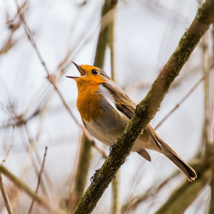 Feeding Softbill Birds: What Makes Them Special & How to Keep Them Happy
