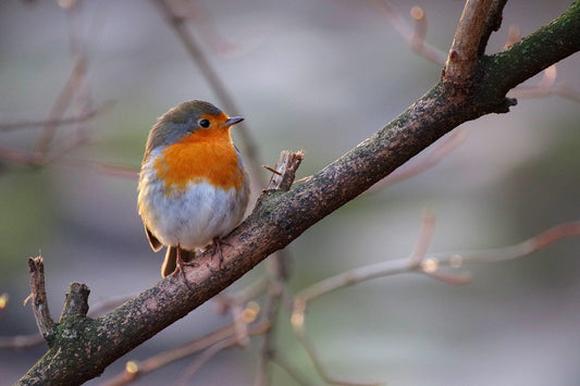 We Love a Ravishing Robin!