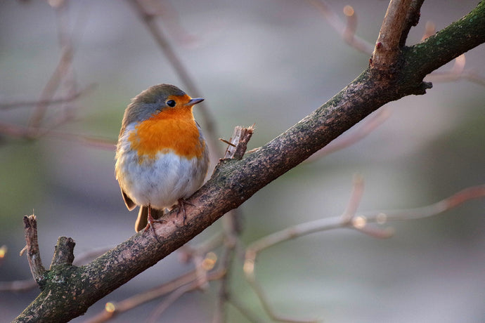 We Love a Ravishing Robin!