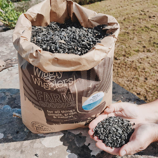 Sunflower seeds are a birds delight, especially for tits and finches!