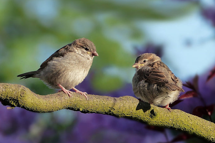 Where have all the sparrows gone?