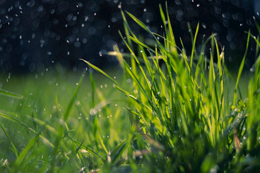 13 things to do to Prepare your Garden for Heavy Rain