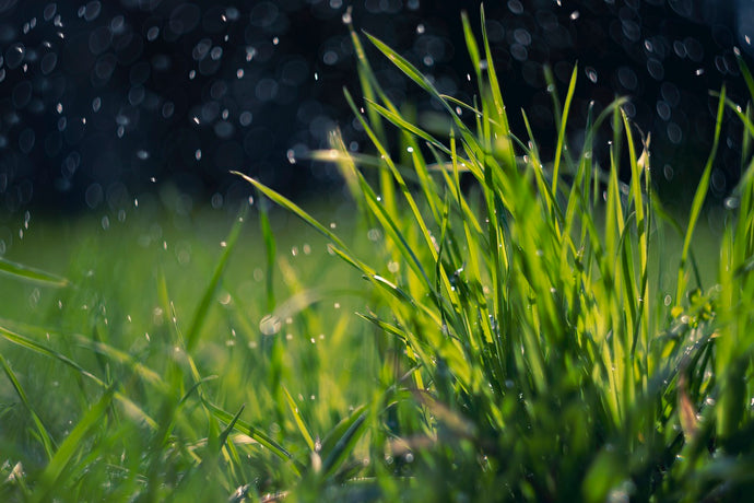 13 things to do to Prepare your Garden for Heavy Rain
