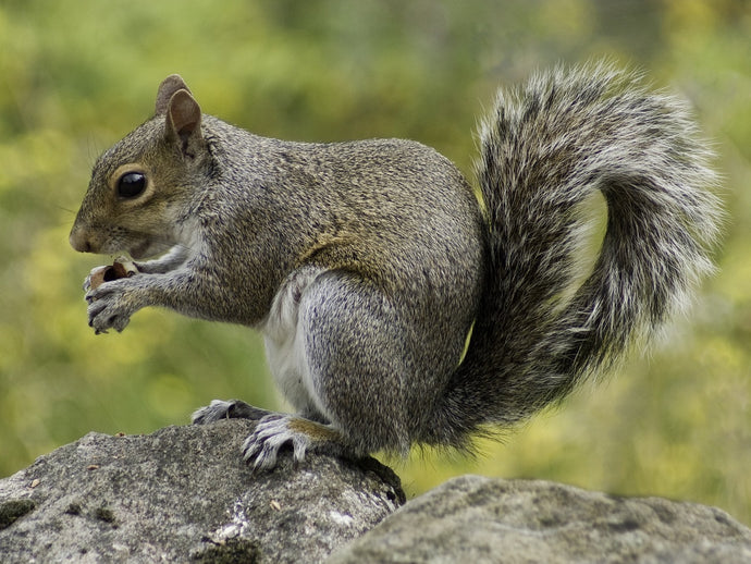 Deterring Grey Squirrels