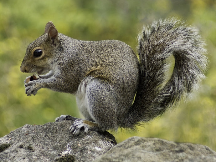 Raise your Squirrel Defences!
