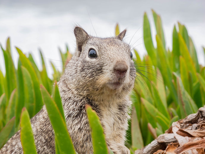 HOT tip to stop grey squirrels eating your bird food