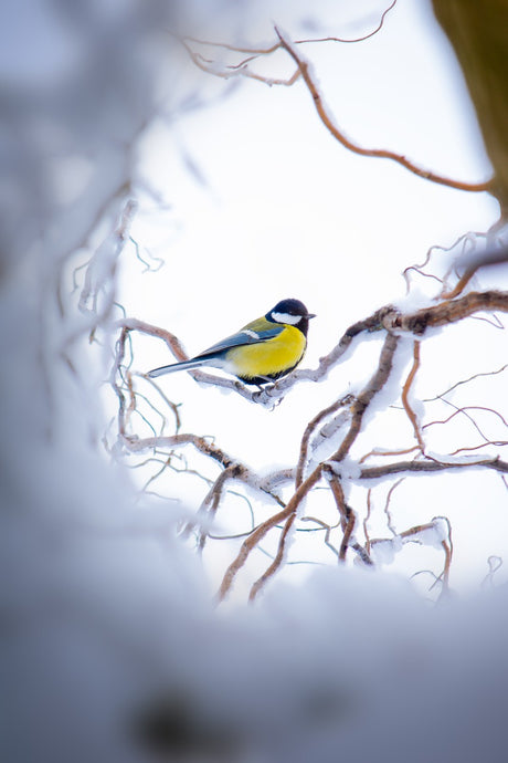 Caring for your Birds in Cold Weather Part 1