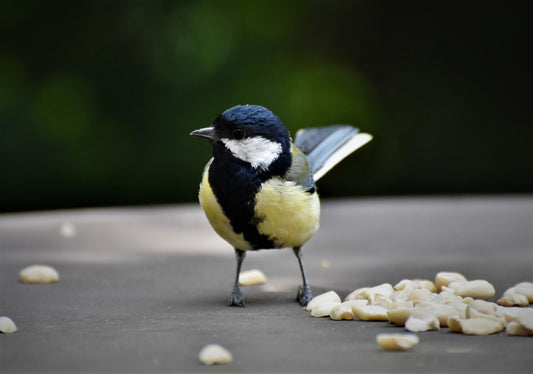 Happy, Healthy Birdees!