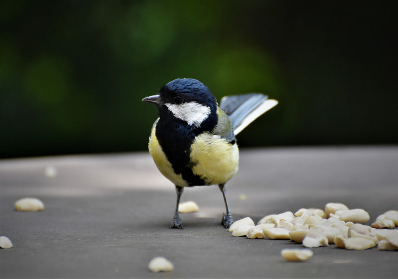 Happy, Healthy Birdees!