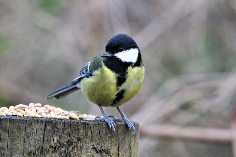 Five Foods to avoid feeding to your Garden Birds