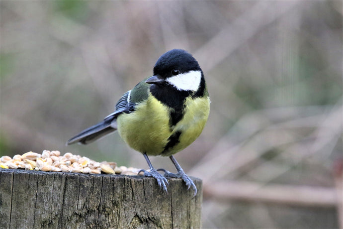 Five Foods to avoid feeding to your Garden Birds