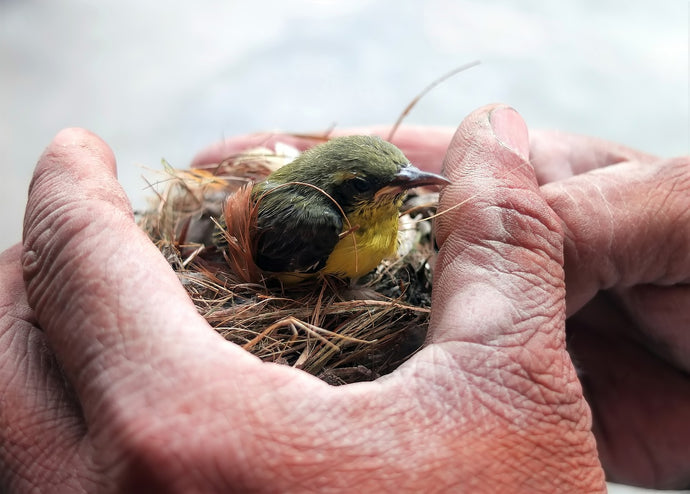 Baby Birds