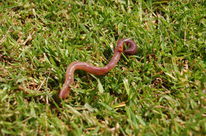 Happy International Earthworm Day! – Wiggly Wigglers