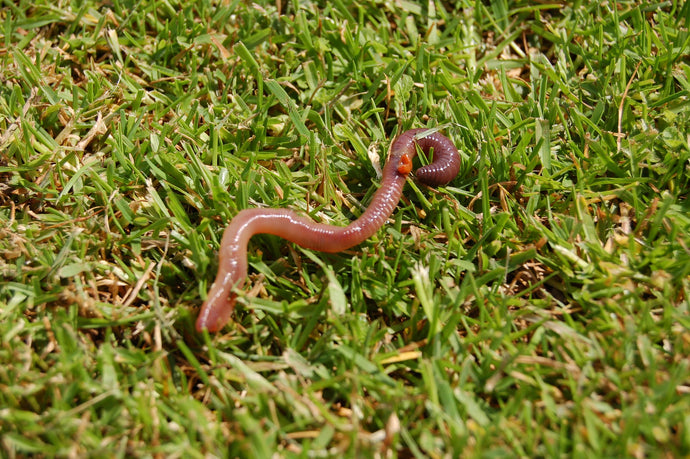 Happy International Earthworm Day!