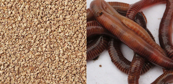 Can I use Bokashi and Worms Together?