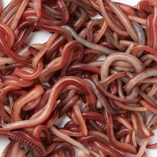 Hungry, Hungry Worms!