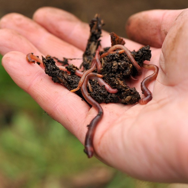 Cracking Composting Worms