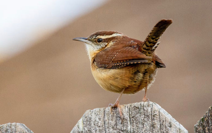 What to Feed Wrens?