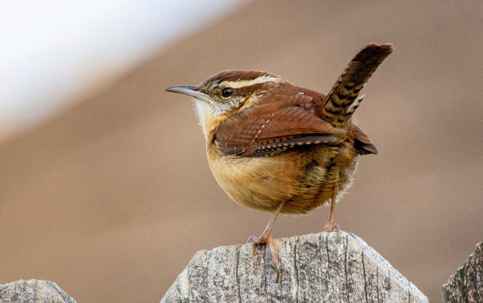 How to save money feeding your garden birds.