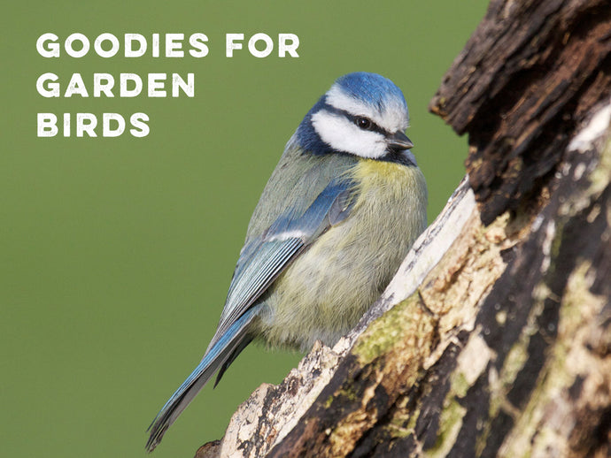 We've got tonnes of fab treats for your Garden Birds!
