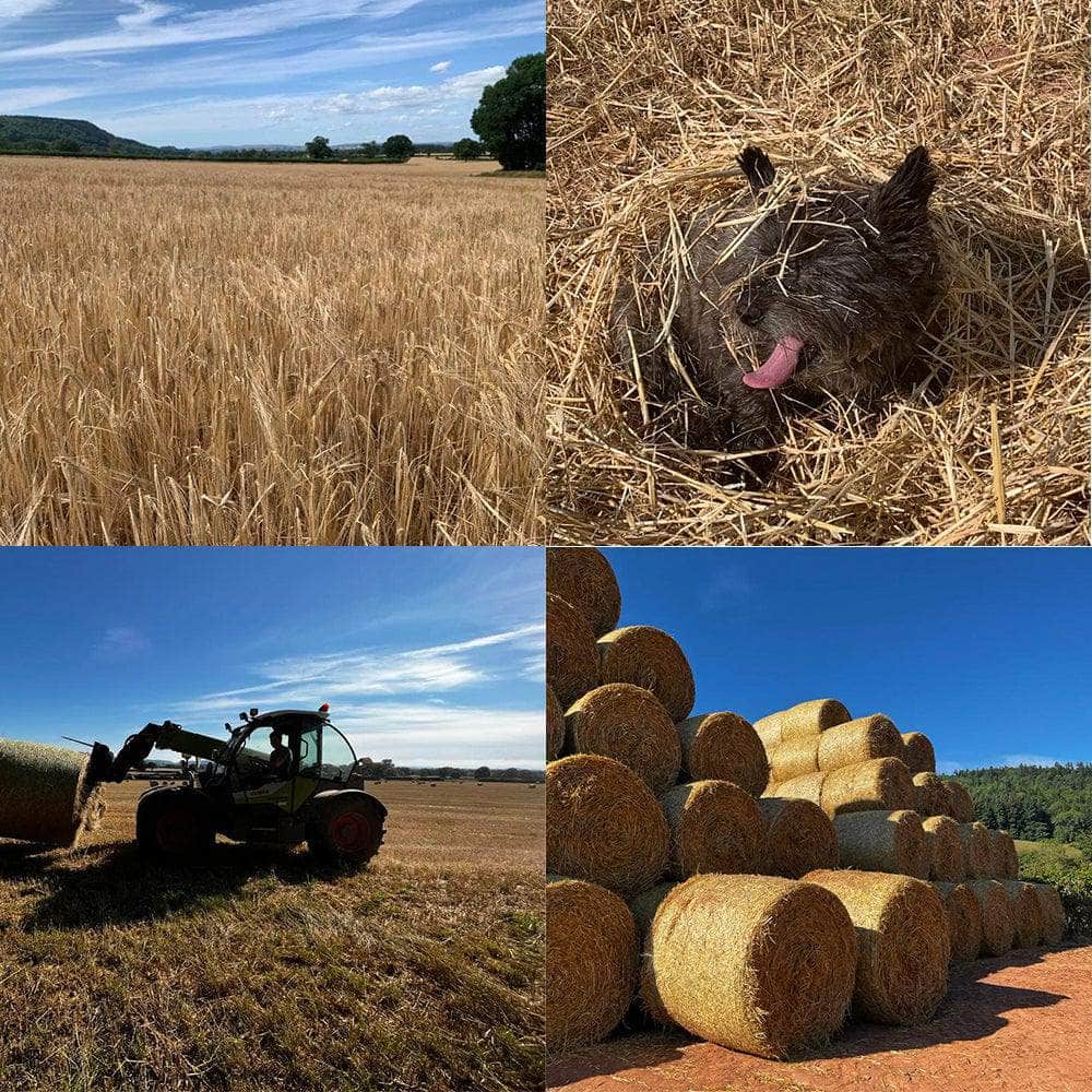 Click & Collect Barley Straw for Ponds 3 Large Bags