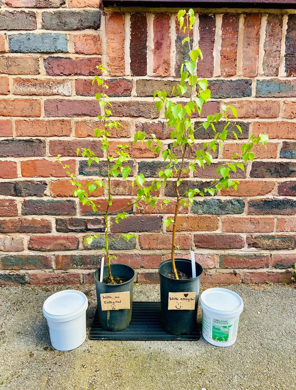 Frass Fertiliser: Organic Mealworm Frass for Healthy, Thriving Plants