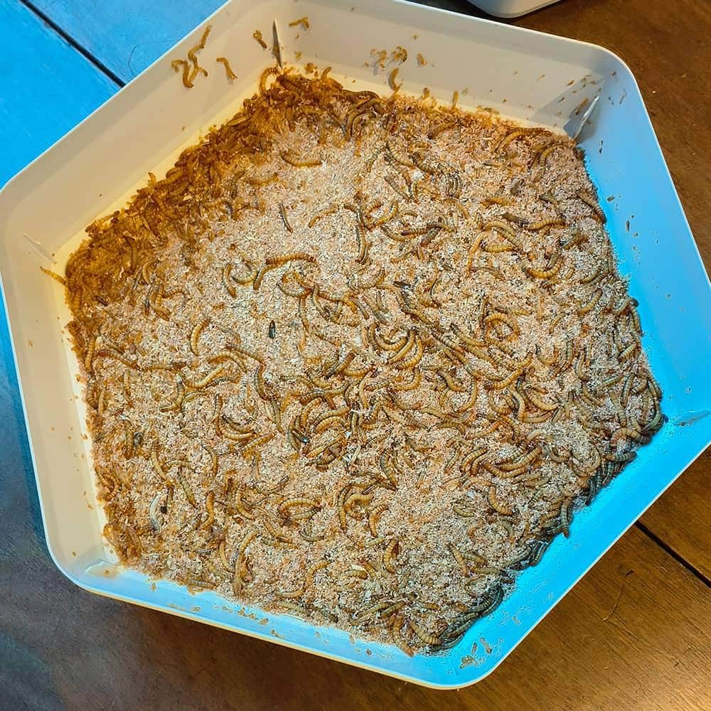 Grow your own Mealworm Bug Factory