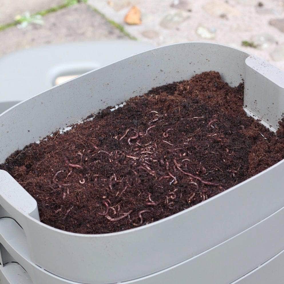 Composting Worms Voucher