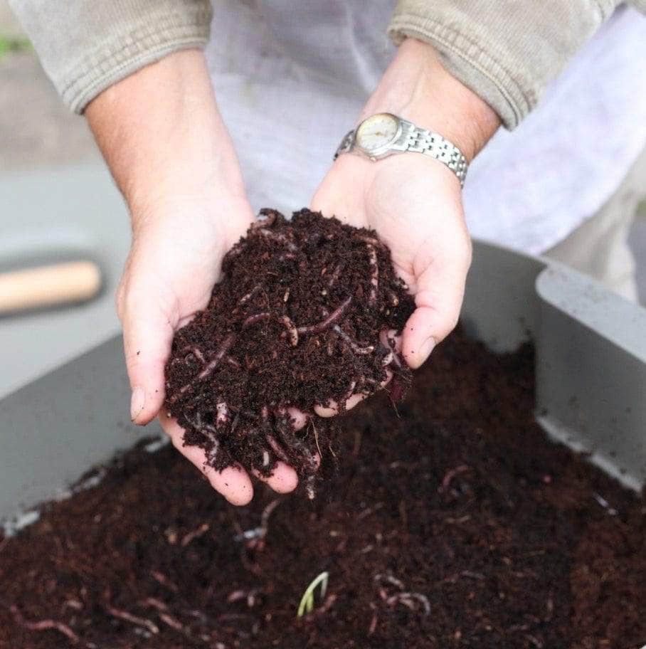 Composting Worms Voucher