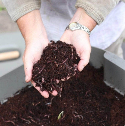 Composting Worms Voucher