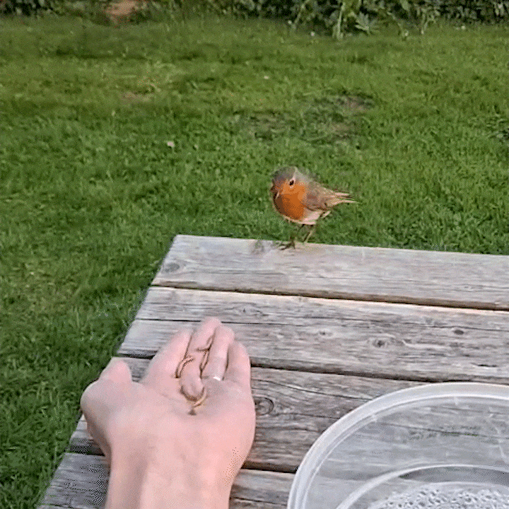 Live Mealworms for Wild Birds & Hens