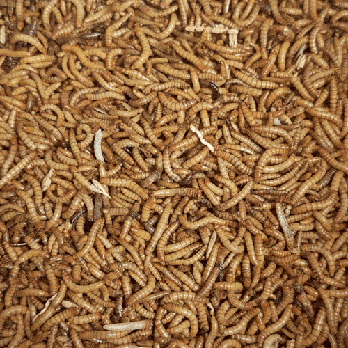 Live Mealworms for Wild Birds & Hens