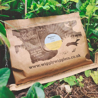 Mealworm Food