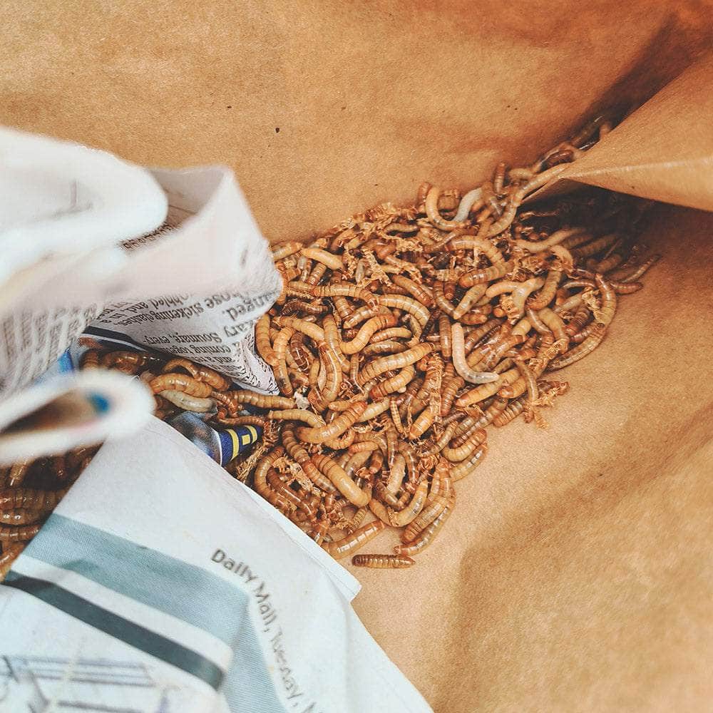 Live Mealworms