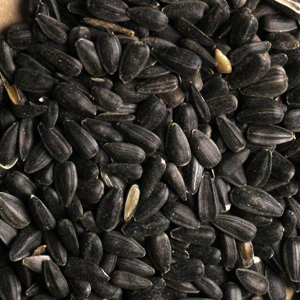 Click & Collect Black Sunflower Seed 12.55kg