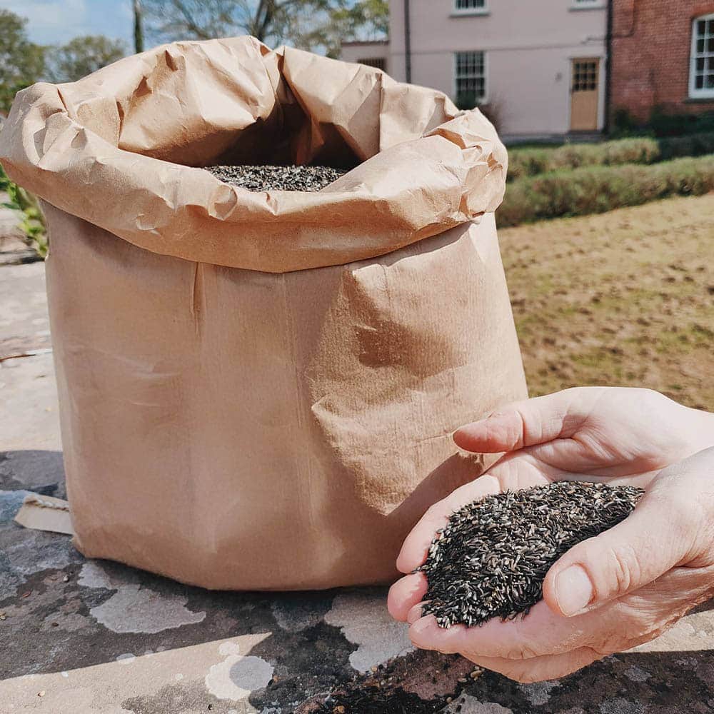 Niger Seed
