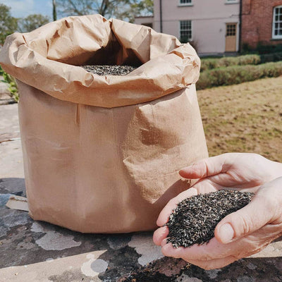 Niger Seed