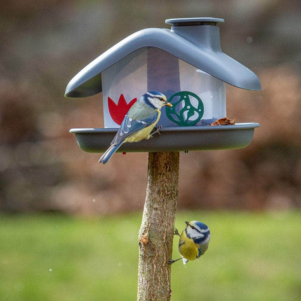 Domek Birdhouse Bird Feeder