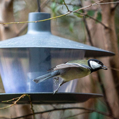 Finch Hanging Bird Feeder